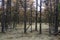 Coniferous autumn forest in the taiga in the North of Sakhalin Island