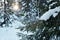 Coniferous branch of firtrees covered with snow growing among other trees