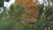 Coniferous branches in autumn time