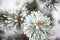 Coniferous branches covered with hoarfrost