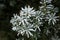 Coniferous branches covered with hoarfrost.