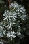 Coniferous branches covered with hoarfrost.