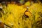 Coniferous branches with golden needles in autumn foliage