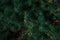 Coniferous branches texture