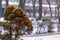 Coniferous bush on a blurred background of the park and building