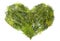 coniferous christmas trees heart isolated