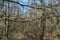 Coniferous and deciduous mixed field shelter