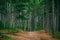 Coniferous deep Forest and road beautiful