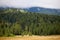 Coniferous dense forest in the Carpathians