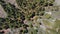 Coniferous, evergreen trees growing from dead volcanic land, Teide National Park, Tenerife. AERIAL