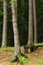 Coniferous evergreen wood with pine tree trunks on the foreground and spruces on the background.