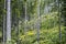 Coniferous forest, Babia hora, Orava, Slovakia