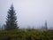 Coniferous forest on the Carpathian mountain hills in a cold foggy spring morning. Serene scenery
