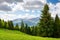 coniferous forest on the grassy hills and meadows of the carpathian countryside in spring