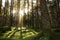 Coniferous forest landscape with sunbeams, mossy trees and stone