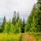 Coniferous forest, a meadow and a country road. Carpathians in the summer