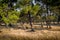 Coniferous forest at morning light