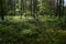 Coniferous forest near Shatsk
