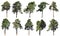 Coniferous forest. Pine, spruce, fir. Set of isolated trees on w