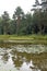 Coniferous forest on the shore of a small lake. Pines and water lilies. Reflection.