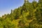Coniferous forest on the slope of mountain - beautiful summer landscape