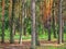 Coniferous forest in sunlight, pine tree trunks in summer