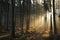 coniferous forest in the sunshine morning fog surrounds pine trees lit by rays of sun sunny autumnal weather after a rainfall at
