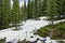 Coniferous forest. Tall evergreen spruce and melting snow on a mountainside. Banff National Park