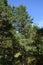 Coniferous forest. Tall pine trees. Woodland in sunny day