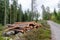 Coniferous forest with a timber stack by road side