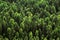 Coniferous forest top view. Taiga photos