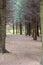 Coniferous forest. The trail is covered with fallen spruce needles. Untouched spruce forest, pinery, pine tree, pine forest, fairy