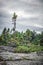 Coniferous forest under dramatic sky