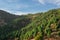 Coniferous forest on volcanic slope