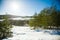 Coniferous forest in winter