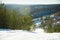 Coniferous forest in winter