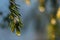 Coniferous forest at winter sunrise. Spruce branches with water drop. Bokeh effect