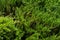 Coniferous green background from the plant of the kind of thuja shot from top to bottom solid low bushes. The background is a