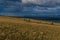 Coniferous green pine trees stands on yellow grassy coast of blue lake Baikal against background of mountains.