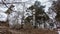 Coniferous and leafless deciduous trees grow on the sandy soil on the hillside.