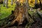 Coniferous log