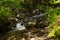 Coniferous mountain forest with a mountain river. Carpathians. Ukraine. Holidays in the mountains. Tourism. Outdoor activities