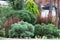 Coniferous and ornamental plants. Landscaping. Selective focus