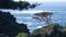 Coniferous pine tree, cypress forest or grove. Monterey, California ocean coast.