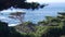 Coniferous pine tree, cypress forest or grove. Monterey, California ocean coast.