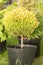 Coniferous plants in pots, professional pruning of plants