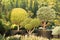 Coniferous plants in pots, professional pruning of plants