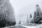 Coniferous snowy forest in the Rocky Mountains.