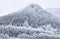 Coniferous snowy forest in the Rocky Mountains.