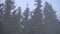 Coniferous spruce winter forest in the fog. tops of trees slide shot